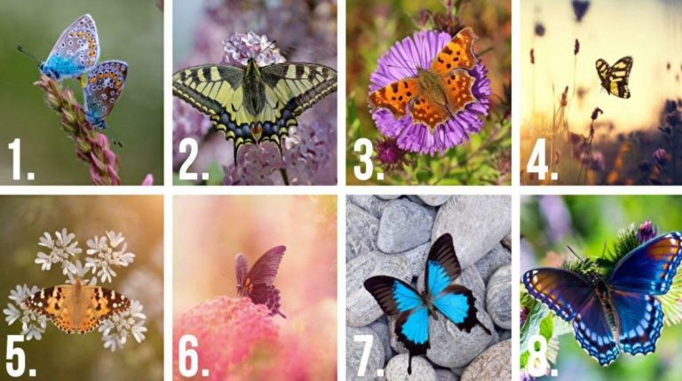 Scegli la farfalla più bella e scopri la tua personalità