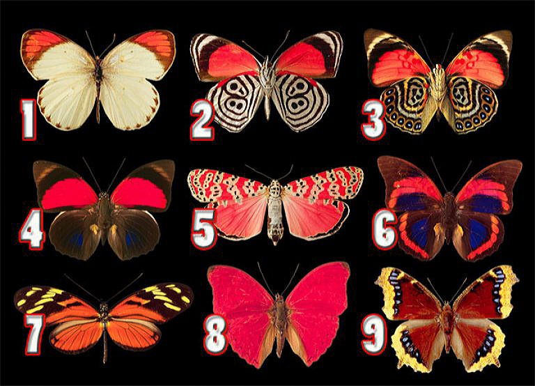 Scegli una farfalla per scoprire quali pensieri nasconde il tuo subconscio
